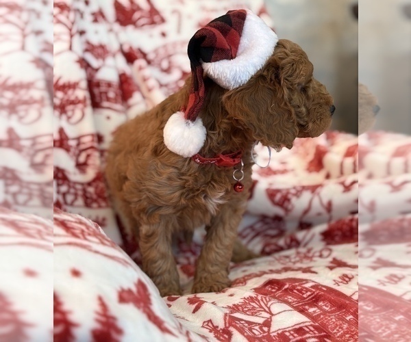 Medium Photo #13 Goldendoodle (Miniature) Puppy For Sale in SAINT MARYS, KS, USA