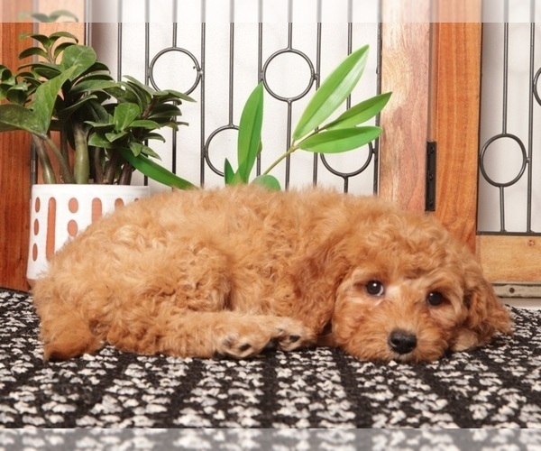 Medium Photo #4 Goldendoodle (Miniature) Puppy For Sale in NAPLES, FL, USA