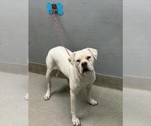 Dogo Argentino-Unknown Mix Dogs for adoption in Las Vegas, NV, USA