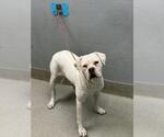 Small Dogo Argentino Mix