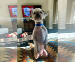 Small #6 Shih Tzu Mix