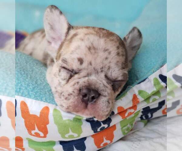 Medium Photo #12 French Bulldog Puppy For Sale in ADRIAN, MI, USA