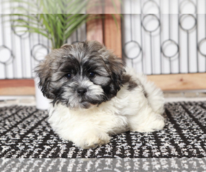 Zuchon Puppy for sale in NAPLES, FL, USA