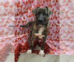 Small #5 Holland Shepherd-Plott Hound Mix