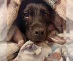 Small #3 Mutt