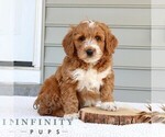Small #1 Goldendoodle (Miniature)