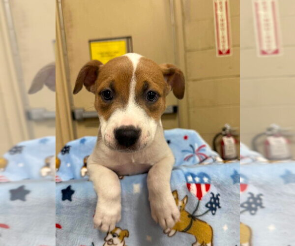 Medium Photo #6 Mutt Puppy For Sale in Wenonah, NJ, USA