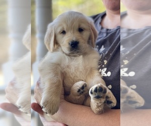 Golden Retriever Puppy for sale in FAIR PLAY, SC, USA