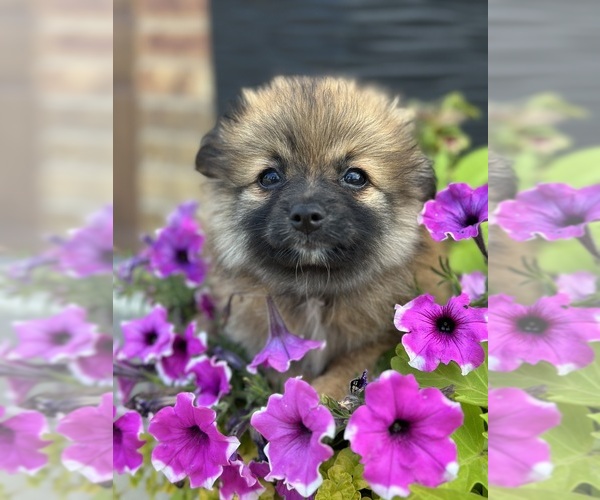 Medium Photo #8 Pomeranian Puppy For Sale in ELMHURST, IL, USA