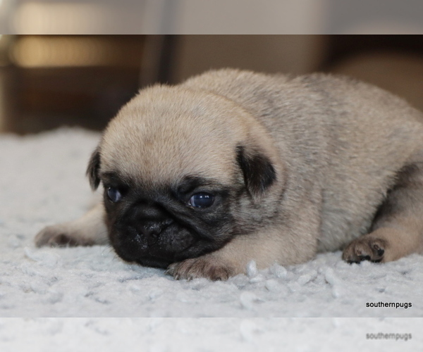 Medium Photo #18 Pug Puppy For Sale in WINNSBORO, TX, USA