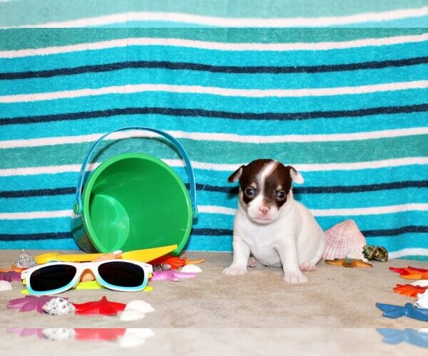 Medium Photo #51 Chihuahua Puppy For Sale in CHARLESTON, AR, USA