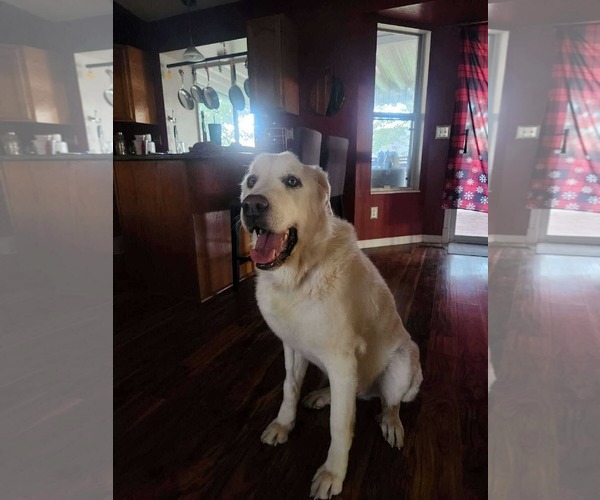 Medium Photo #4 Great Pyrenees Puppy For Sale in Bountiful, UT, USA