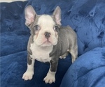 Small Photo #1 French Bulldog Puppy For Sale in BALBOA, CA, USA
