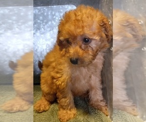 Goldendoodle-Poodle (Miniature) Mix Puppy for Sale in HINCKLEY, Minnesota USA