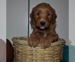 Small Photo #1 Goldendoodle-Poodle (Miniature) Mix Puppy For Sale in KINZERS, PA, USA