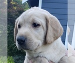 Small Photo #7 Labrador Retriever Puppy For Sale in OLYMPIA, WA, USA