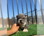 Small #1 English Bulldog