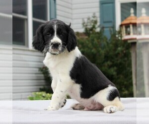 English Springer Spaniel Puppy for sale in GORDONVILLE, PA, USA