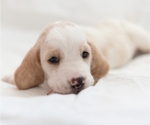 Small Photo #1 Basset Hound Puppy For Sale in BUENA PARK, CA, USA