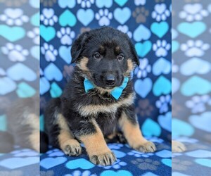 German Shepherd Dog Puppy for sale in PARADISE, PA, USA