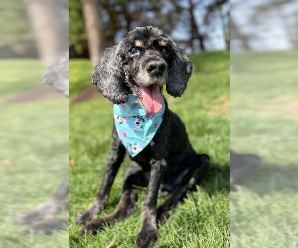 Medium Photo #2 Cocker Spaniel Puppy For Sale in Arlington, VA, USA