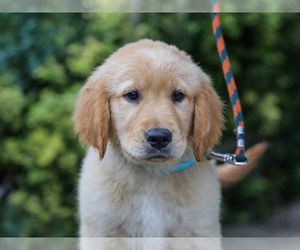 Golden Retriever Puppy for sale in LIBERTY, KY, USA