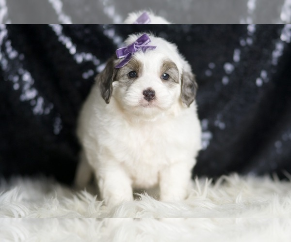 Medium Photo #5 Goldendoodle (Miniature) Puppy For Sale in WARSAW, IN, USA