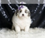 Small #4 Goldendoodle (Miniature)