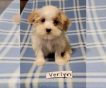 Small Photo #1 Maltipoo Puppy For Sale in CLARKRANGE, TN, USA