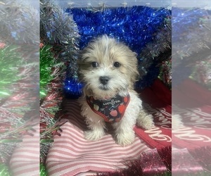 Shih Tzu-Unknown Mix Puppy for sale in DURHAM, CT, USA