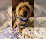 Small Silky Terrier Mix