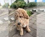 Small #3 Goldendoodle