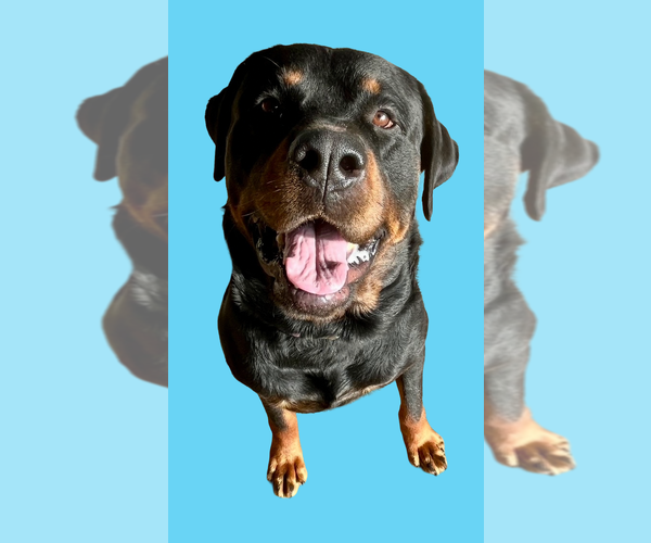 Medium Photo #6 Rottweiler Puppy For Sale in Mooresville, NC, USA