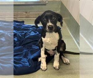 German Shorthaired Pointer-Unknown Mix Dogs for adoption in Baytown, TX, USA