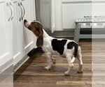 Small #5 Bagle Hound