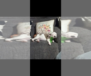 Bulloxer Puppy for sale in MONROEVILLE, AL, USA