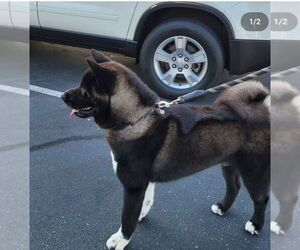 Father of the Akita puppies born on 08/08/2025