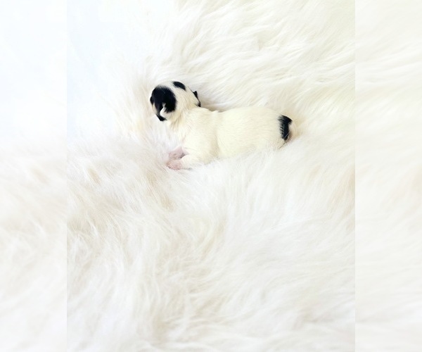 Medium Photo #3 Chihuahua Puppy For Sale in SACRAMENTO, CA, USA