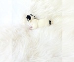 Small #2 Chihuahua