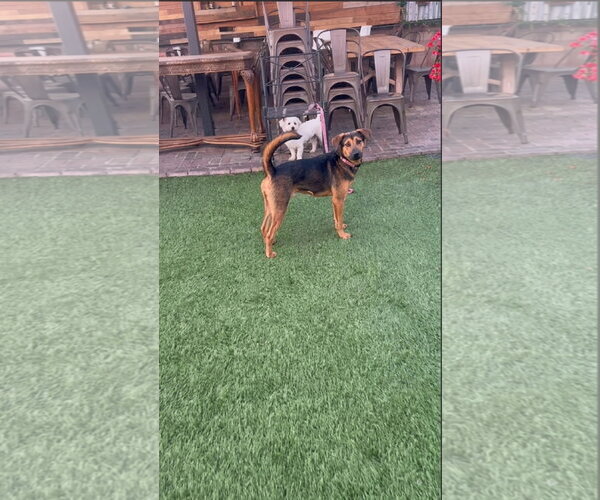 Medium Photo #3 American Foxhound-Unknown Mix Puppy For Sale in Escondido, CA, USA