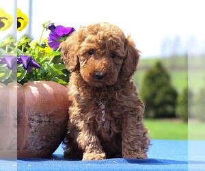 Poodle (Miniature) Puppy for sale in GAP, PA, USA