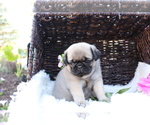 Small Photo #2 Pug Puppy For Sale in SHILOH, OH, USA