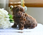 Small #1 ShihPoo
