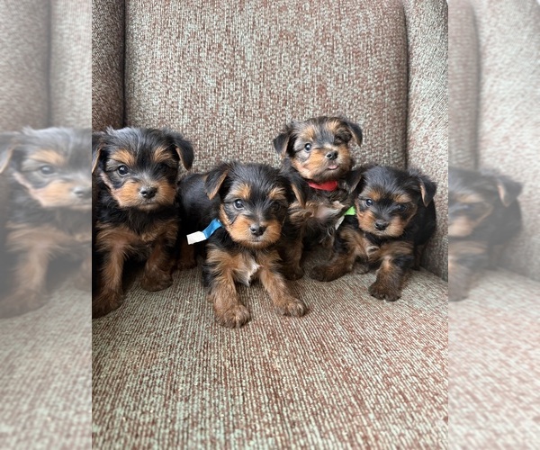 Medium Photo #1 Yorkshire Terrier Puppy For Sale in GLENDALE, AZ, USA