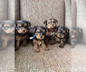 Yorkshire Terrier Puppy for sale in GLENDALE, AZ, USA