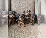 Image preview for Ad Listing. Nickname: Litter of 3