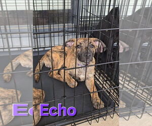 Echo - Female Siberian Husky-Unknown Mix Dog for Adoption - Photo #13