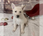 Puppy Pancho German Shepherd Dog