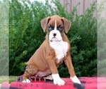 Small Boxer