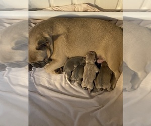 Mother of the French Bulldog puppies born on 09/07/2022